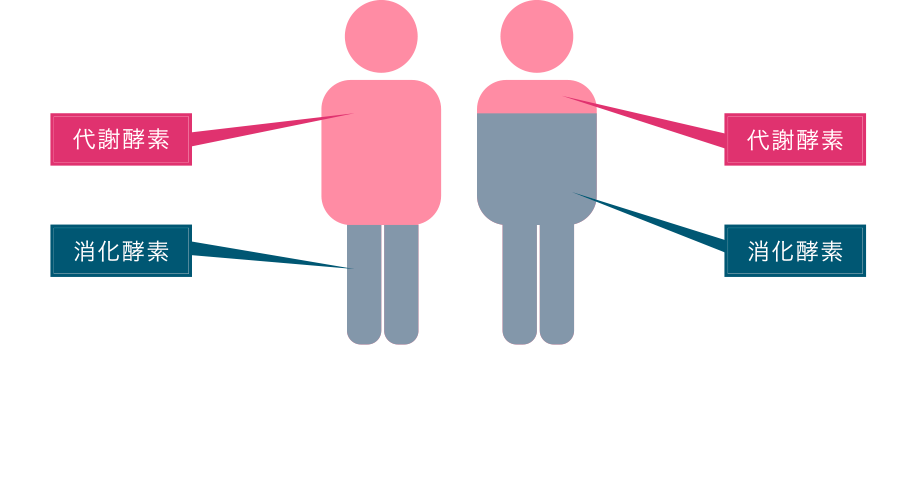 酵素たっぷりの体と酵素不足の体比較